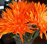 4th Aug 2016 - A Bouquet Of Orangeness 