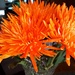 A Bouquet Of Orangeness  by jo38