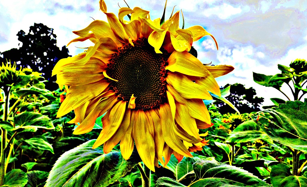 Not so sunny Sunflower by ajisaac