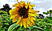 4th Aug 2016 - Not so sunny Sunflower