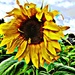 Not so sunny Sunflower by ajisaac