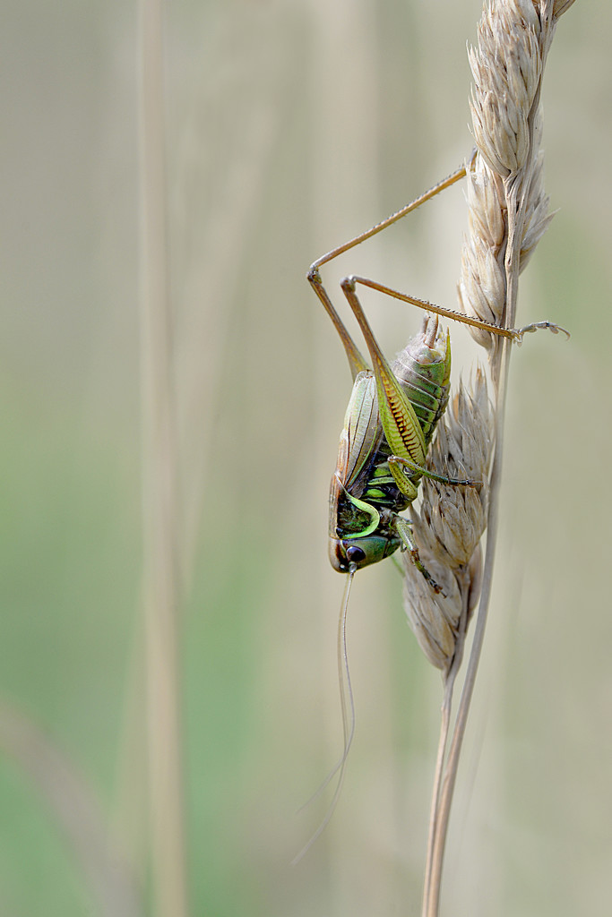 Long legged grasshopper! by fayefaye