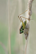 4th Aug 2016 - Long legged grasshopper!