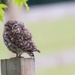 Little Owl by padlock