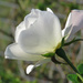 White Rose by koalagardens