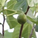 Figs by kimmer50