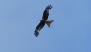 4th Aug 2015 - Red Kite