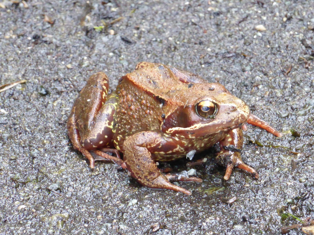  Common Frog  by susiemc