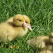 4 of 8 , 2 week old muscovy ducklings enjoying a little sunshine today by Dawn