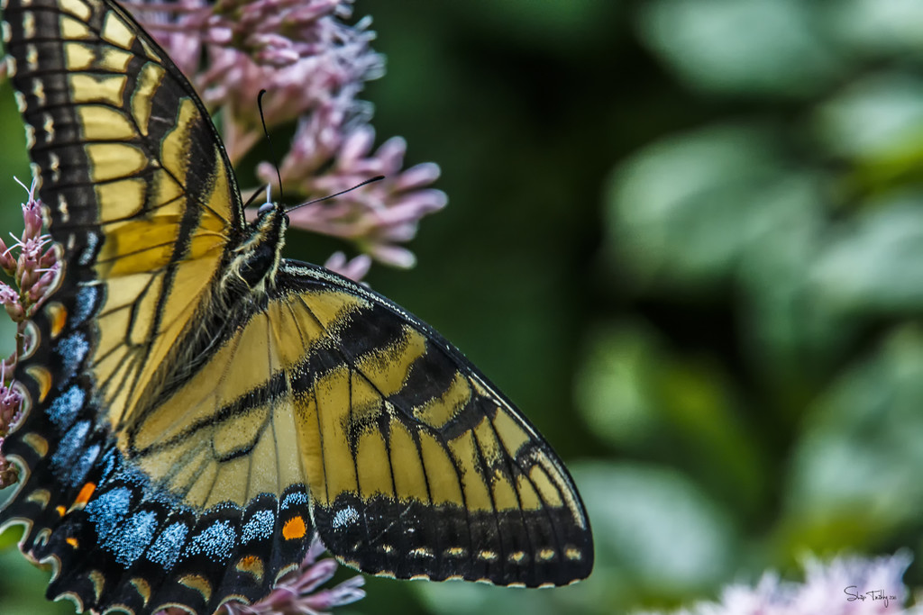 Swallowtail Butterfly by skipt07