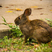 Bunny Rabbit! by rickster549