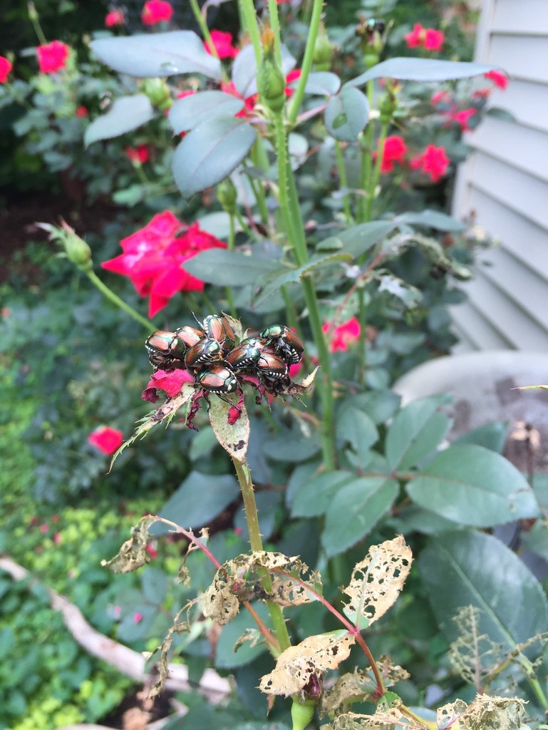 Japanese Beetles by beckyk365