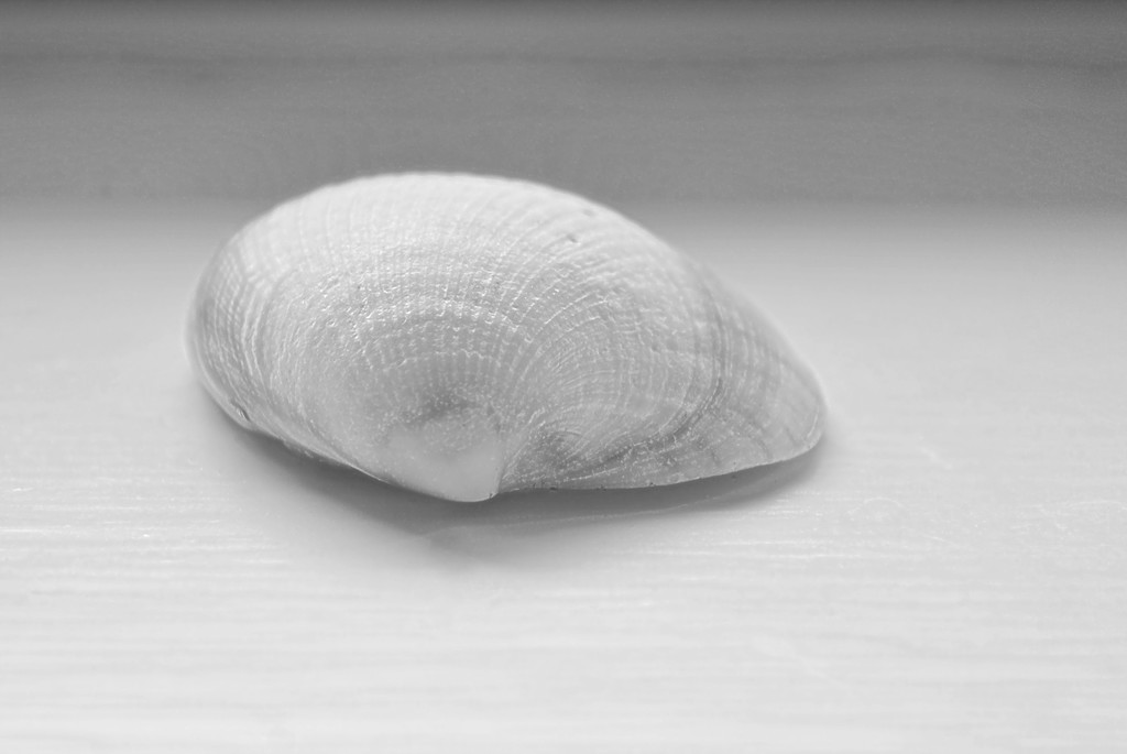 A Simple Shell by nickspicsnz