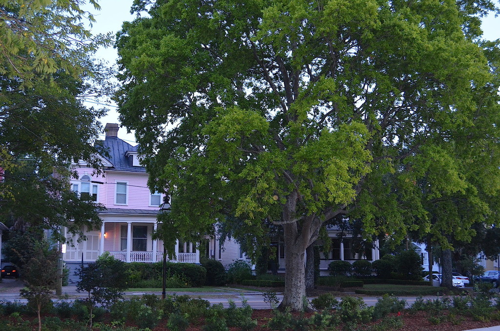 Hackberry tree and old house, Harleston Village, historic district, Charleston, SC by congaree