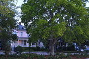 5th Aug 2016 - Hackberry tree and old house, Harleston Village, historic district, Charleston, SC