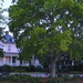Hackberry tree and old house, Harleston Village, historic district, Charleston, SC by congaree