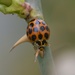 Lovely Ladybird 2_DSC9116 by merrelyn