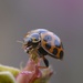 Lovely Ladybird 1_DSC9145 by merrelyn