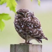 5th Aug 2016 - Little Owl-really cropped