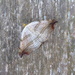 Moths of Brittany 9 Beautiful hook tip by steveandkerry