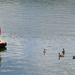 Geese on the River, a closer look by mittens