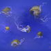 Jelly Fish Swim by jgpittenger