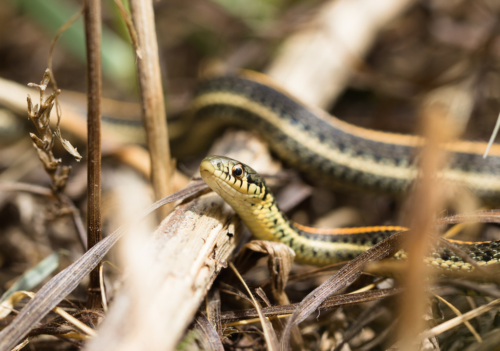 garter snake by aecasey
