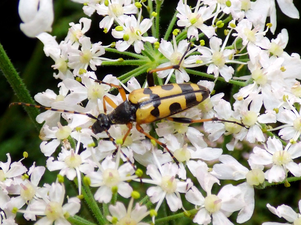 Black and Yellow Longhorn Beetle (Rutpela maculata) by julienne1