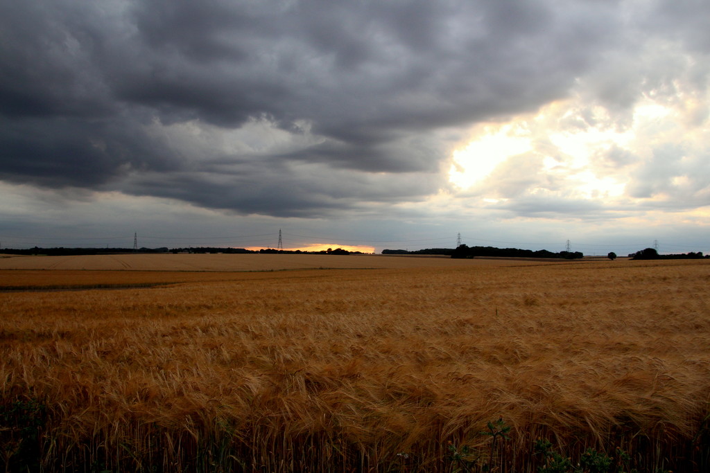 Barley field by busylady