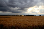 5th Aug 2016 - Barley field