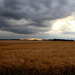Barley field by busylady