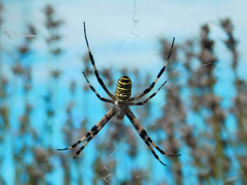 Orb Web Spider by 365anne