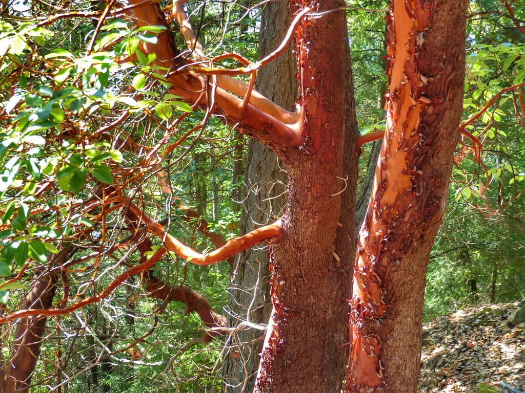 Pacific Madrone by redy4et