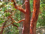 4th Aug 2016 - Pacific Madrone