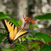 One More Swallowtail Butterfly! by rickster549