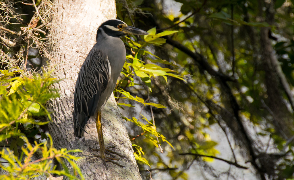 Yellow-Crowned Night-heron! by rickster549
