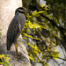 Yellow-Crowned Night-heron! by rickster549
