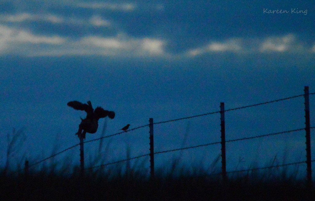 Horned Owl Takes Flight (And Leaves His Tiny Friend Behind) by kareenking