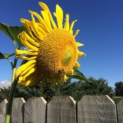 5th Aug 2016 - Bee on Sunflower 