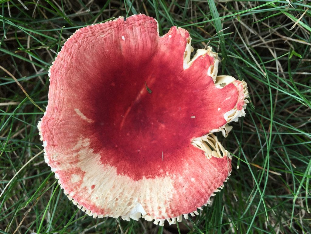 Red mushroom top by loweygrace