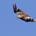 Kite in flight by padlock