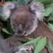 Greta is getting better by koalagardens