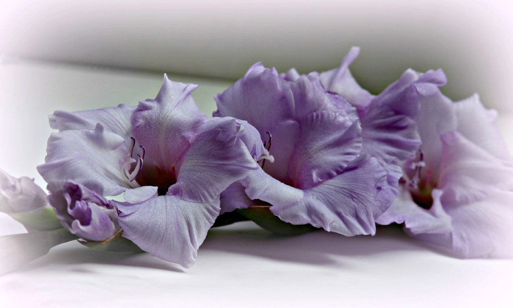 August Flower. by wendyfrost