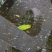 Floating leaf and reflections by jeneurell