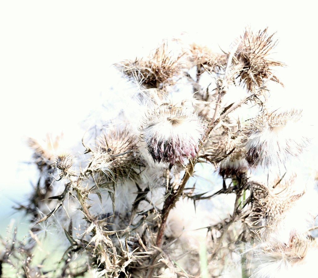 Thistle In The  Wind by motherjane