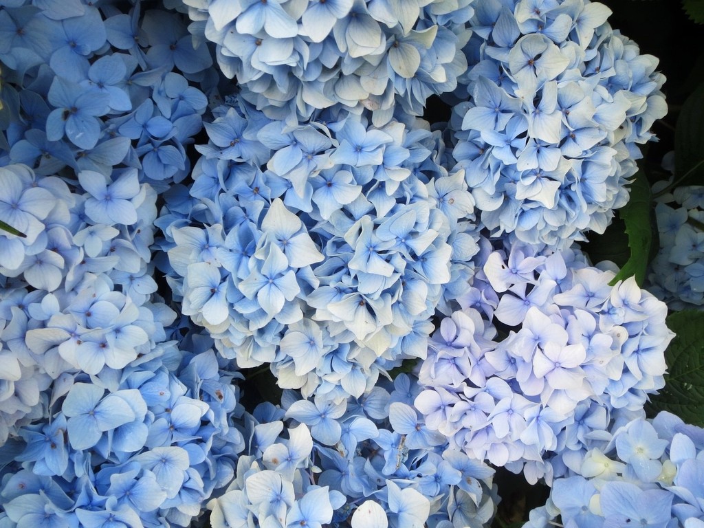 Hydrangeas at Speke Hall by foxes37