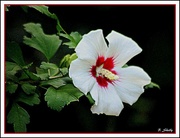 4th Aug 2016 - Rose of Sharon