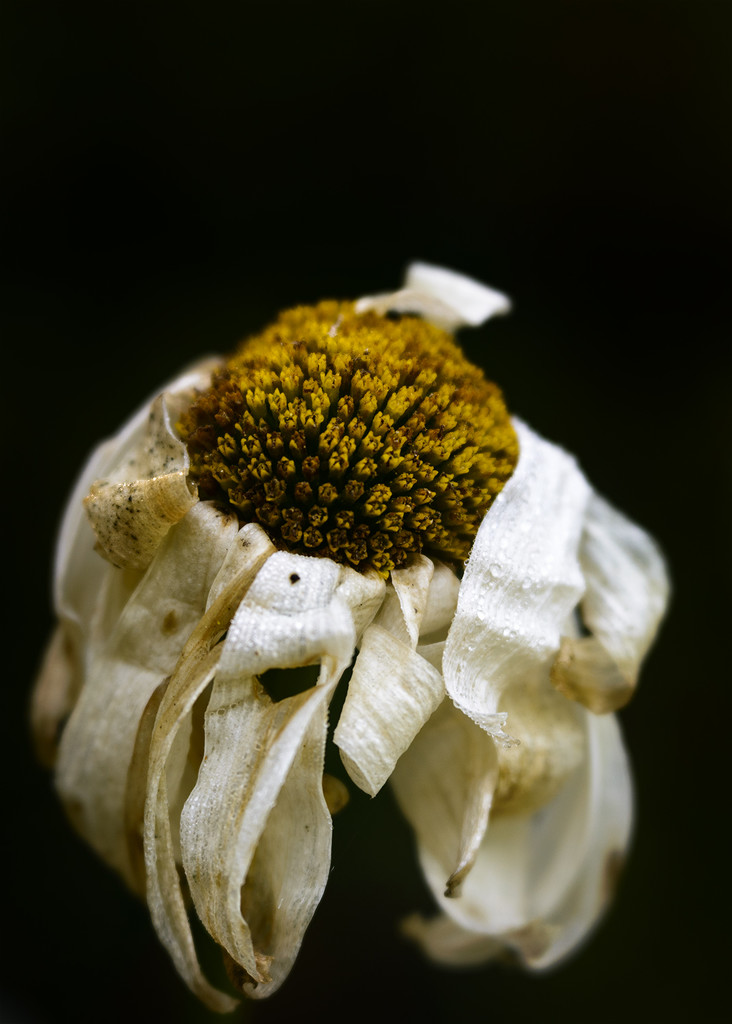 Daisy Done Gone by jgpittenger