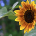The sunflower! by fayefaye