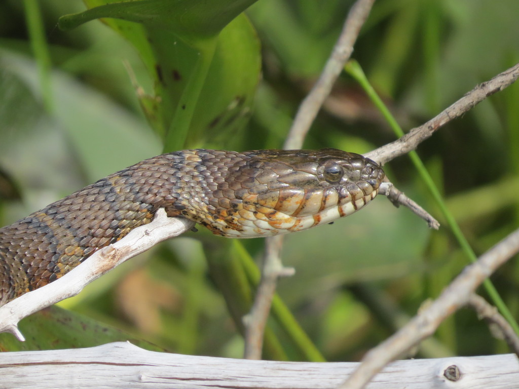 Banded Water Snake? Close-up by rob257